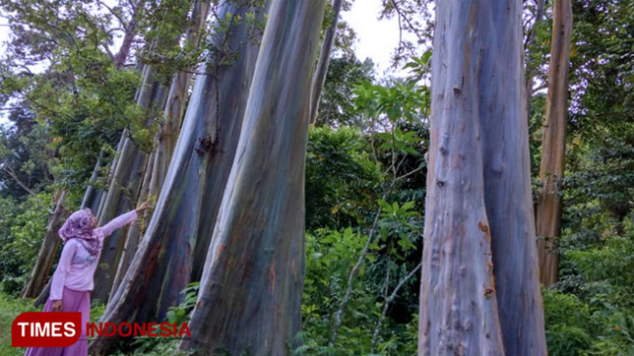 Ada Pohon Pelangi di Bondowoso, Berbagai Warna Menempel di Batangnya