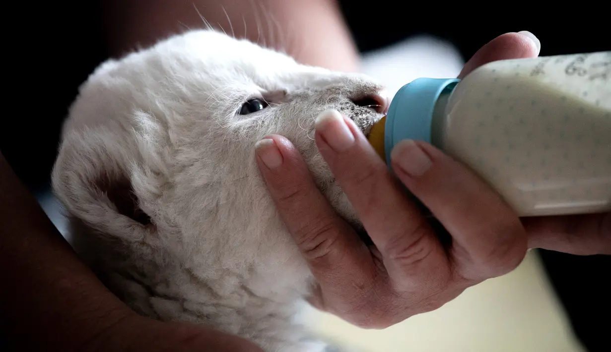 Bayi singa putih yang baru lahir minum susu dengan botol di pusat perawatan singa/harimau "Caresse de tigre", di La Mailleraye-sur-Seine, Prancis pada 11 Agustus 2019. Dua anak singa putih, bernama Nala dan Simba tersebut lahir pada akhir Juli 2019. (LOU BENOIST/AFP)