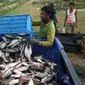 Harga ikan air tawar di Palembang tidak naik karena banyak disuplai dari Palembang dan daerah lain di Sumatera Selatan seperti Kabupaten Ogan Komeling Ilir, Musirawas, Oku Timur dan Musi Banyuasin. (Dok KKP)