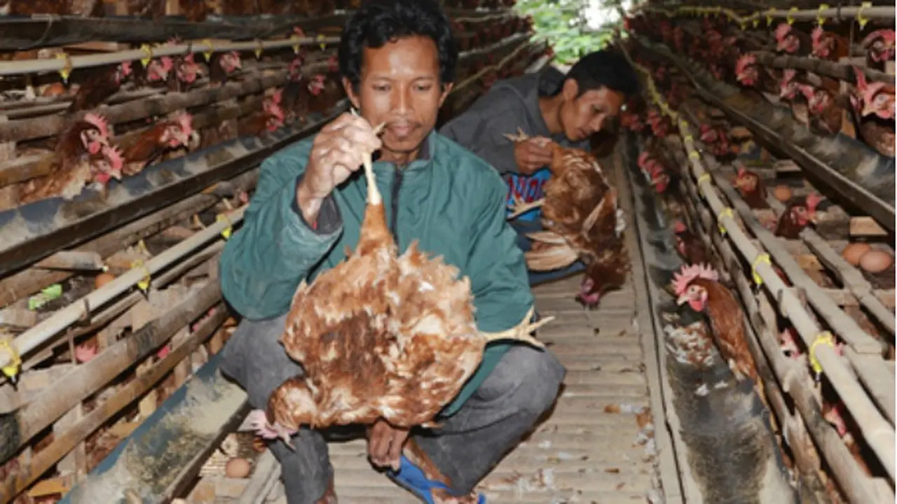 Tak Mempan Dibacok, Hewan Misterius Serang Peternakan Warga