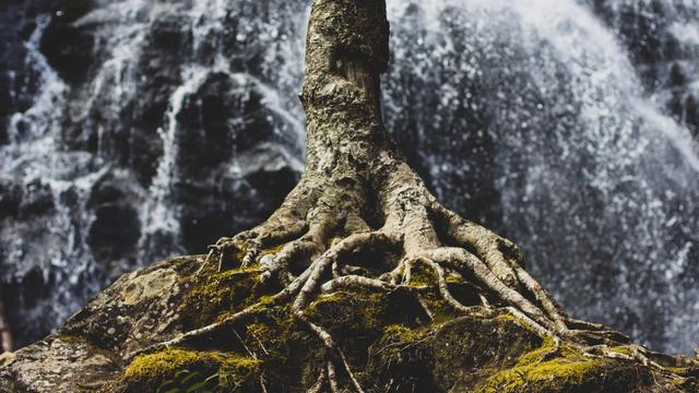 Ilustrasi akar pohon