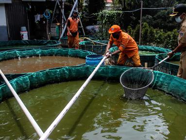 Petugas PPSU Kelurahan Grogol Utara melakukan budidaya ikan lele dan nila dengan sistem bioflok memanfaatkan lahan fasos-fasum milik Pemprov DKI Jakarta di Jalan Biduri Bulan I, Blok J2 Permata Hijau, Kebayoran Lama, Jakarta Selatan, Kamis (27/1/2022). (Liputan6.com/Johan Tallo)