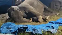 Gajah Ratna Mati Usai Dirawat Intensif di R Zoo & Park, Ini Penyebab Utamanya
