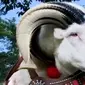 Puluhan domba Garut mengikuti kontes memperebutkan Piala Kemerdekaan 2016 di Istana Bogor.