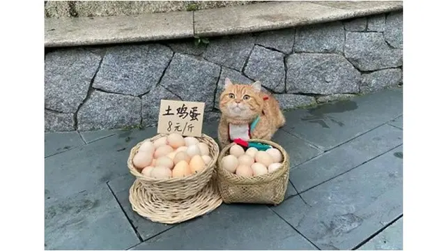 6 Potret Kucing Jualan Belum Laku, Mata Berbinar Minta Dibeli