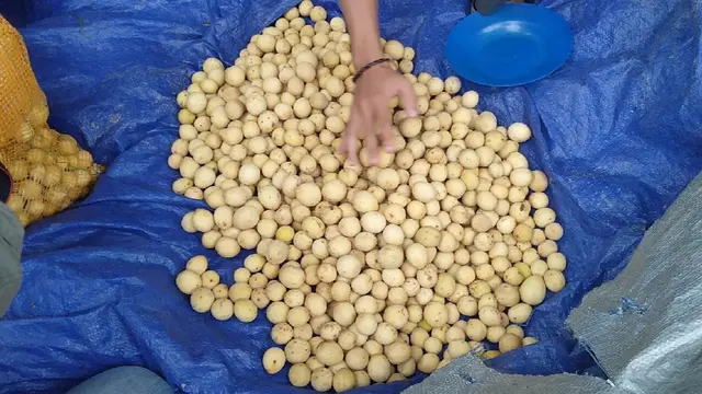 Panen Duku Muarajambi
