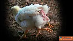 Citizen6, Berau: Ayam berkaki empat ditemukan di Desa Maluang, Kabupaten Berau, Kalimantan Timur. Ayam berusia satu bulan ini dimiliki keluarga Bapak Man. Karena keanehannya ayam unik ini sangat menarik perhatian warga. (Pengirim: Wendi Siswanto)