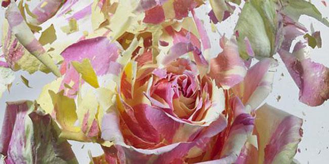 Bunga-bunga yang ditembak | source: merdeka.com