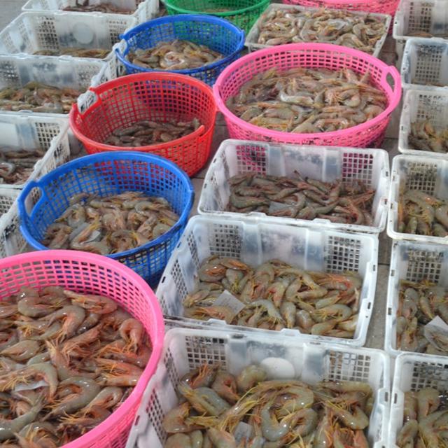 Harga Udang Naik Rp 20 Ribu Per Kg Di Tengah Pandemi Bisnis Liputan6 
