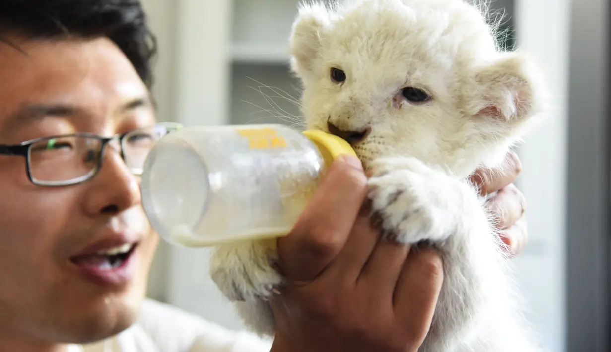 Penjaga kebun binatang He Shubao memberikan susu kepada seekor bayi singa putih di taman margasatwa Wild World Jinan, Jinan, Provinsi Shandong, China, Minggu (14/6/2020). Wild World Jinan merayakan satu bulan kelahiran tiga bayi singa putih mereka pada 14 Juni 2020. (Xinhua/Wang Kai)