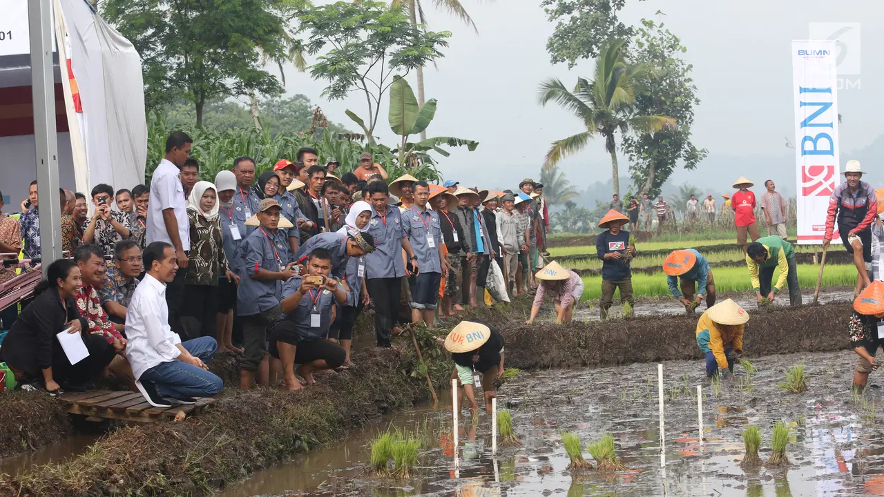 Presiden Jokowi Tinjau Gerakan Musim Tanam di Garut