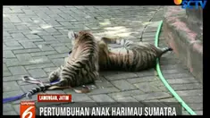 Okta dan Via yang lahir di bulan Oktober 2018 kini makin besar dan bobot masing-masing sektiar 5 kilogram.