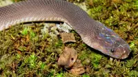 Seekor ular berkepala pelangi, katak kecil, dan kadal dengan tanduk naga adalah sedikit dari 150 spesies baru yang dikonfirmasi