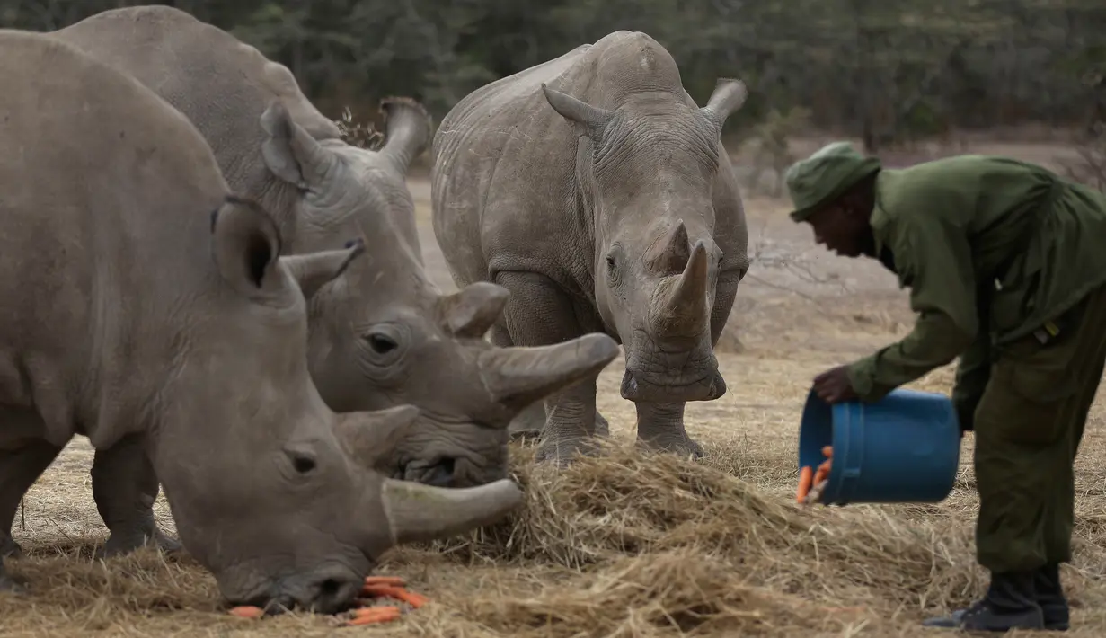 James Mwenda memberi makan tiga badak putih di Ol Pejeta Conservancy, Laikipia, Kenya, Jumat (2/3). Sudan merupakan badak putih jantan terakhir di dunia yang kini berusia 45 tahun. (AP Photo/Sunday Alamba)