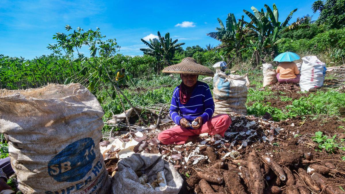 Harga Singkong Anjlok Digempur Impor, Petani Menjerit