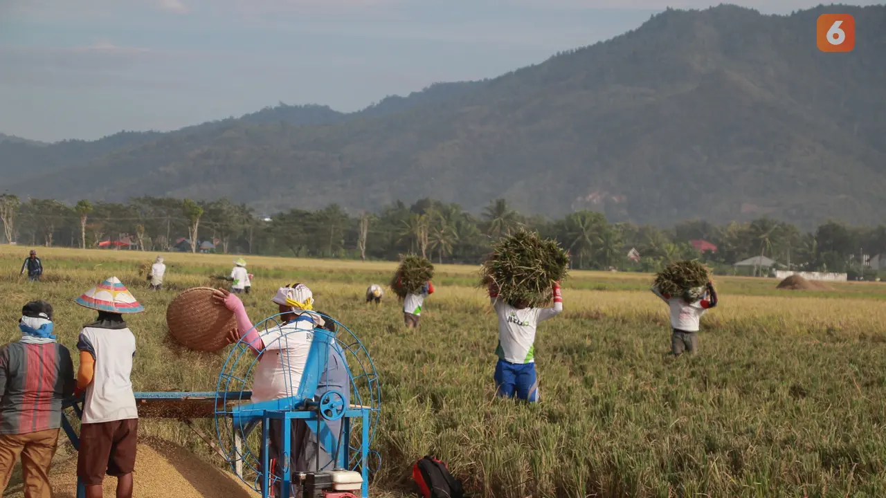 Petani Gorontalo, Pilih Gotong-Royong Ketimbang Gunakan Teknologi Alsintan.(Foto:Liputan6.com/Arfandi Ibrahim)