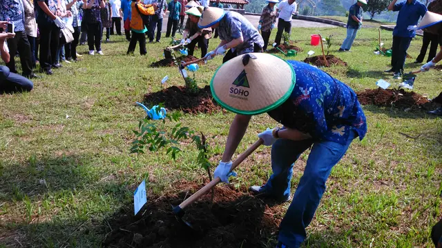 Khasiat Purwaceng Tak Kalah dari Ginseng Korea