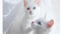 Cantiknya Si Kembar Iriss dan Abyss