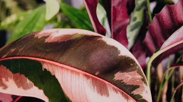 Tanaman Hias dengan Warna Daun Dua Tone