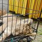 Anak singa Afrika yang disita Polda Riau dari jaringan perdagangan satwa dilindungi. (Liputan6.com/M Syukur)