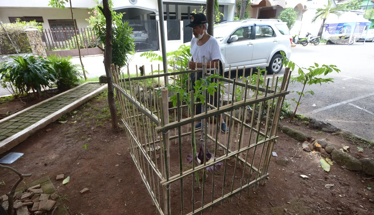 Seorang warga melihat Bunga Bangkai (Amorphophallus Titanium) yang tumbuh di Taman Perumahan Pondok Kopi RW 09, Jakarta Timur, Rabu (17/11/2021). Bunga bangkai yang sudah ditanam selama 4 tahun dengan tinggi 50 cm baru tumbuh bunga 3 hari dan mengeluarkan bau tidak sedap. (merdeka.com/Imam Buhori)