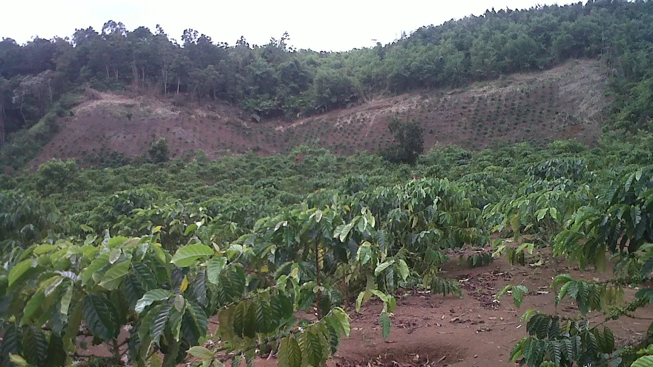 Konflik Lahan di Jambi