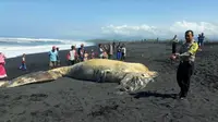 Seekor ikan paus terdampar di Pantai Lumajang (Foto:Liputan6.com/Dian Kurniawan)