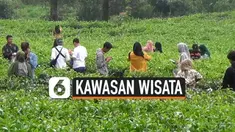 kebun teh thumbnail
