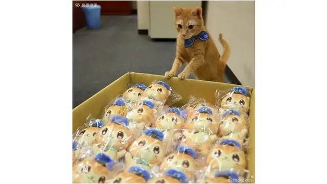 6 Potret Kucing Jualan Belum Laku, Mata Berbinar Minta Dibeli