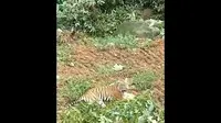Seekor harimau terlihat menghalangi pekerja di kelbun kelapa sawit yang sedang membabat hutan. (Liputan6.com/ ist)
