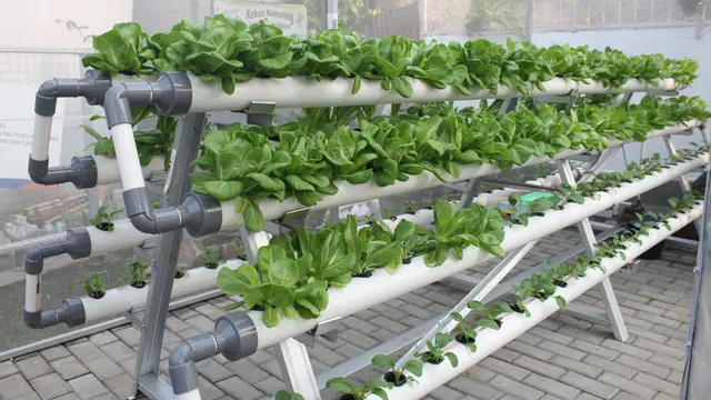 Kampung Hijau Kemuning Tangerang Sulap Lahan Sempit Jadi Makin Produktif