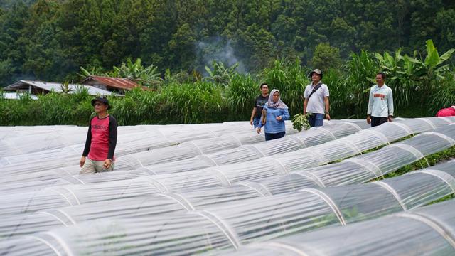Kebun milik Yuliati dan keluarga di Bali. Dok Tanihub