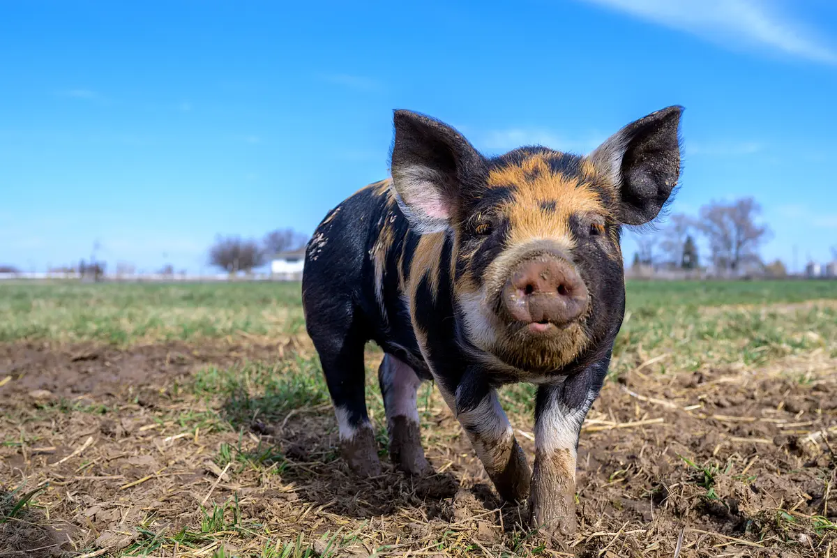 babi