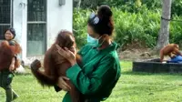 Bayi orangutan yang diadopsi Putri Indonesia 2017 Bunga Jelitha dinamai Hati. (Liputan6.com/Rajana K)