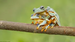 Katak Reinwardt's umumnya dikenal sebagai Katak pohon berselaput atau Katak hijau terbang. Tampak ketiganya sedang asyik berpelukan, Kalimantan.(dailymail)