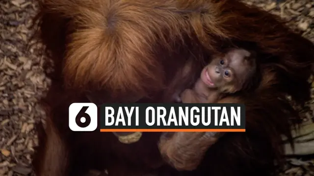 VIDEO: Bayi Orang Utan Sumatera yang Terancam Punah Lahir di Inggris