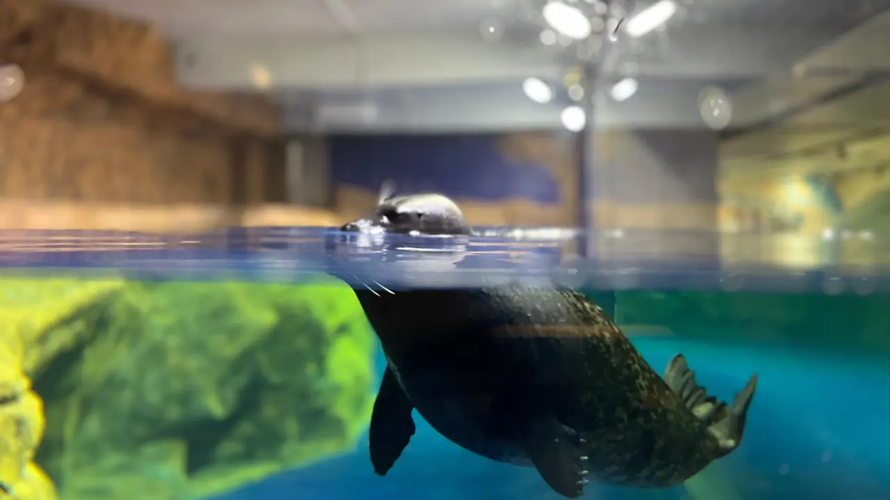 Satwa akuatik anjing laut hadir sebagai keluarga baru di Jakarta Aquarium & Safari. (Dok: Jakarta Aquarium & Safari)