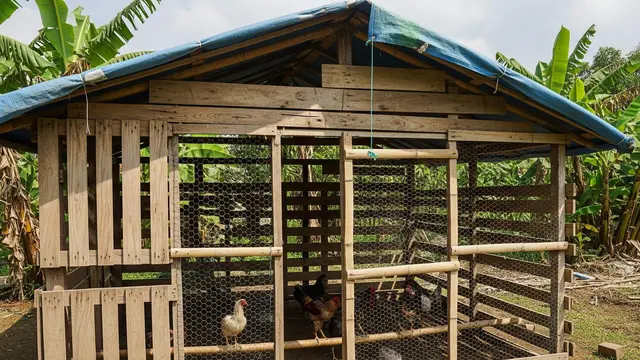 Ide Kandang Ayam Murah Meriah