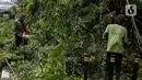 Petugas Sudin Kehutanan Kota Administrasi Jakarta Pusat memotong dahan-dahan pohon di kawasan Jalan Matraman Raya, Kamis (5/1/2023). Di musim hujan, Dinas Pertamanan DKI mengintensifkan pemangkasan pohon untuk mengantisipasi pohon roboh saat angin kencang dan hujan lebat karena dapat membahayakan pengguna jalan. (Liputan6.com/Faizal Fanani)