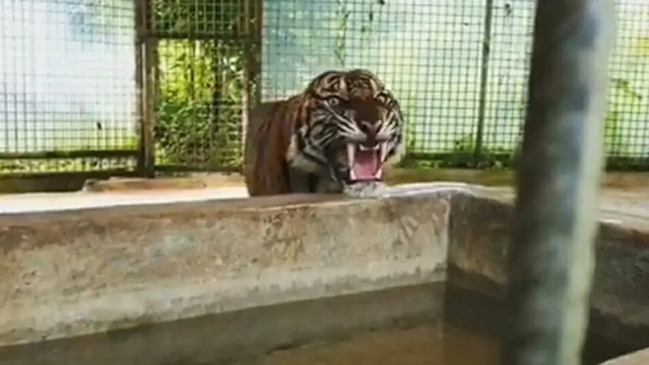 Harimau Sumatra yang pernah dievakuasi dari habitatnya karena masuk pasar di Kabupaten Indragiri Hilir, Riau.
