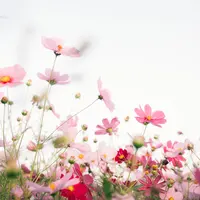 Ilustrasi Bunga/https://unsplash.com/Tomoko Uji