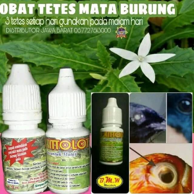 Daftar Harga Daun Kitolod Bulan Agustus 2021 Terbaru