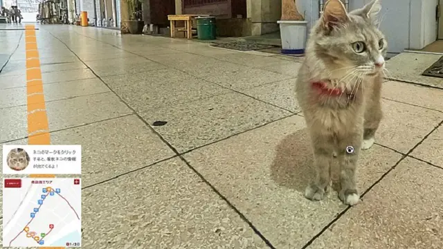 Lucu, `Google Maps` di Jepang Disulap Khusus untuk Kucing