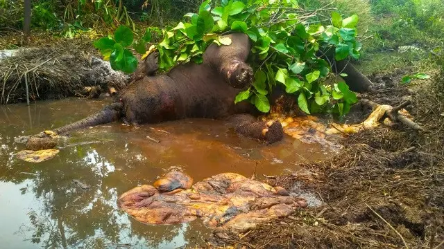 Gajah mati yang ditemukan dua bulan lalu di Kabupaten Bengkalis karena luka membusuk di kakinya.
