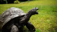 5 Hewan dengan Usia Paling Tua di Dunia