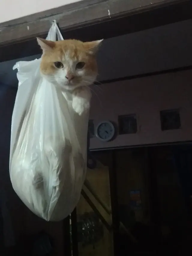 6 Kelakuan Nyeleneh Kucing saat di Dalam Plastik Ini Bikin Ketawa Geli
