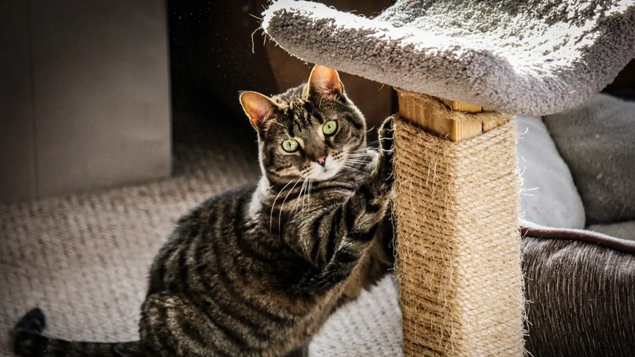 Niatnya Estetik, Karpet Cantikmu Malah Jadi Korban Cakaran Kucing