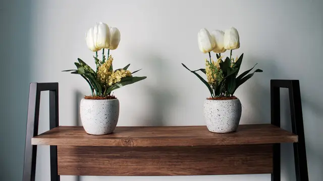 Tulip