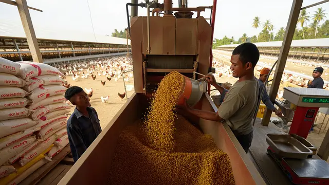 Cara Mencampur Pakan Ayam Petelur
