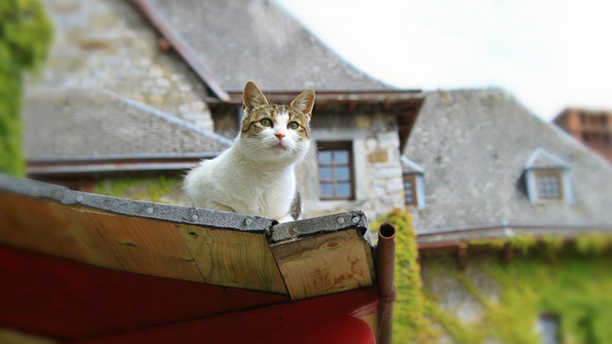 7 Tanaman yang Ditakuti Kucing, Ampuh Usir dari Halaman dan Rumah